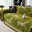Cavalo verde