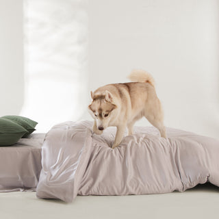 Conjunto de edredões com estampa de folhas de primavera FURRFREE — repelente de pelos de animais de estimação para famílias de cães/gatos